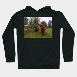 Scottish Highland Cattle Calves 1543 Hoodie